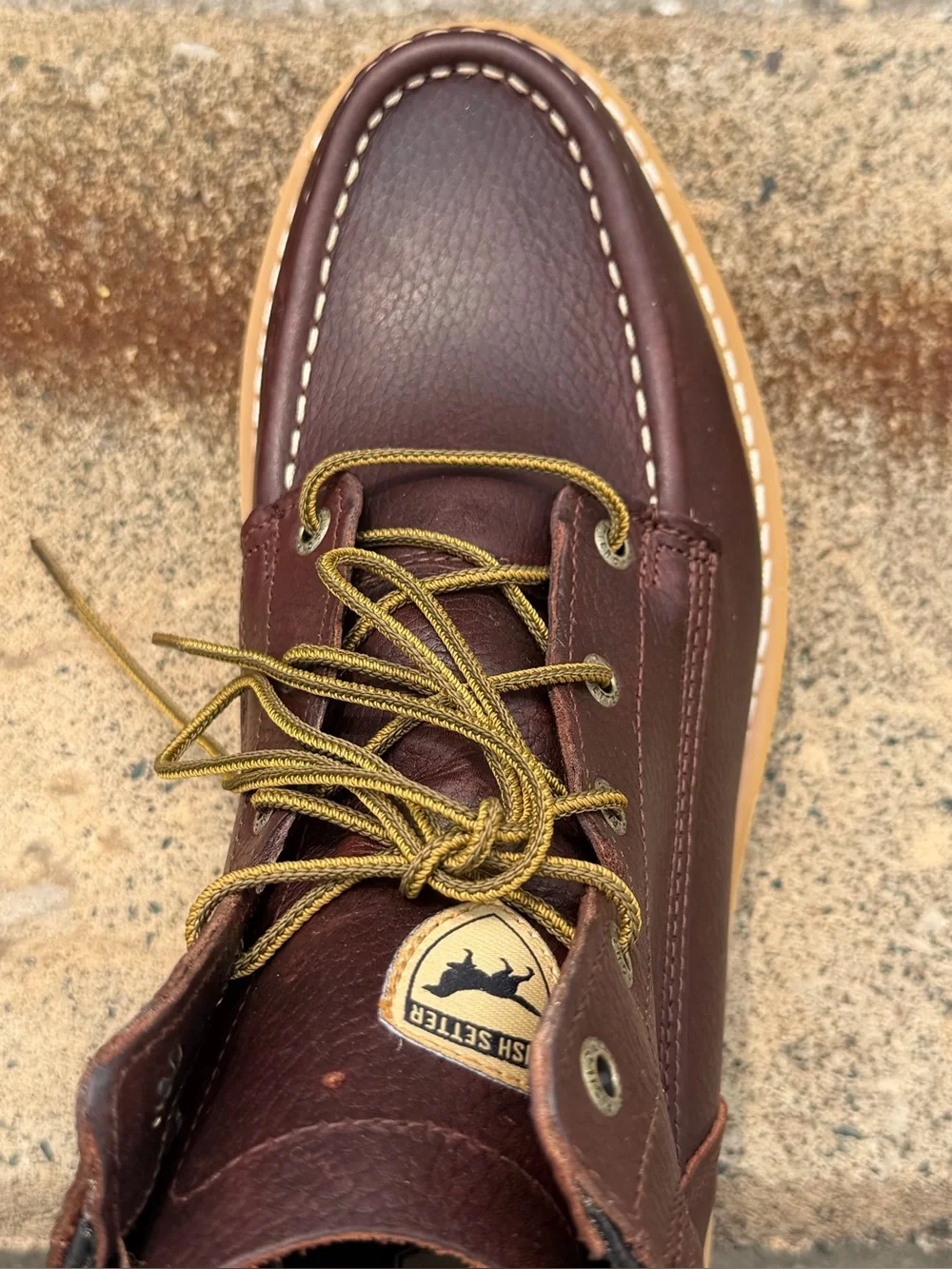 Irish Setter step into